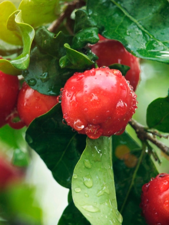 Acerola: fuente natural de vitamina C