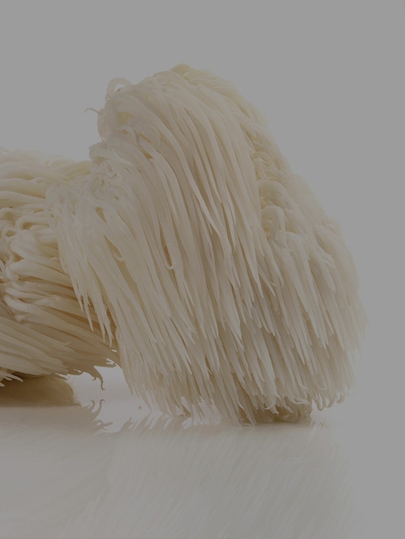 Hericium erinaceus, la seta de los monjes