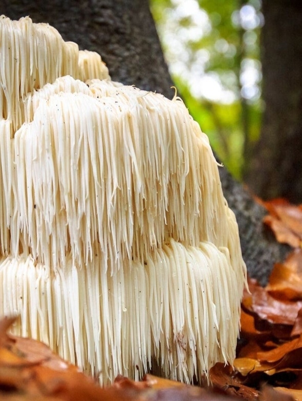 Hericium Erinaceus | Propiedades y beneficios del hongo medicinal