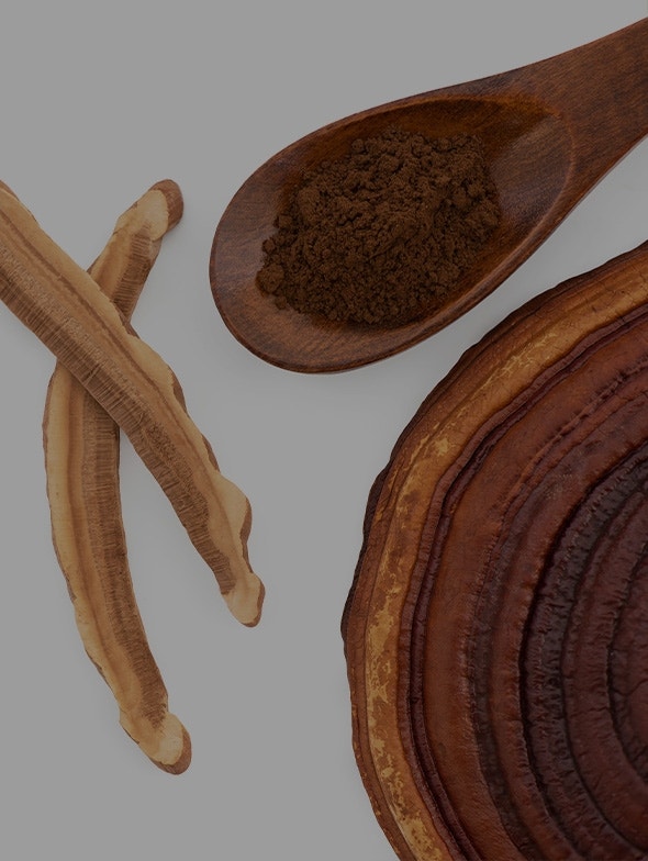 Reishi | Beneficios y propiedades del reishi, 